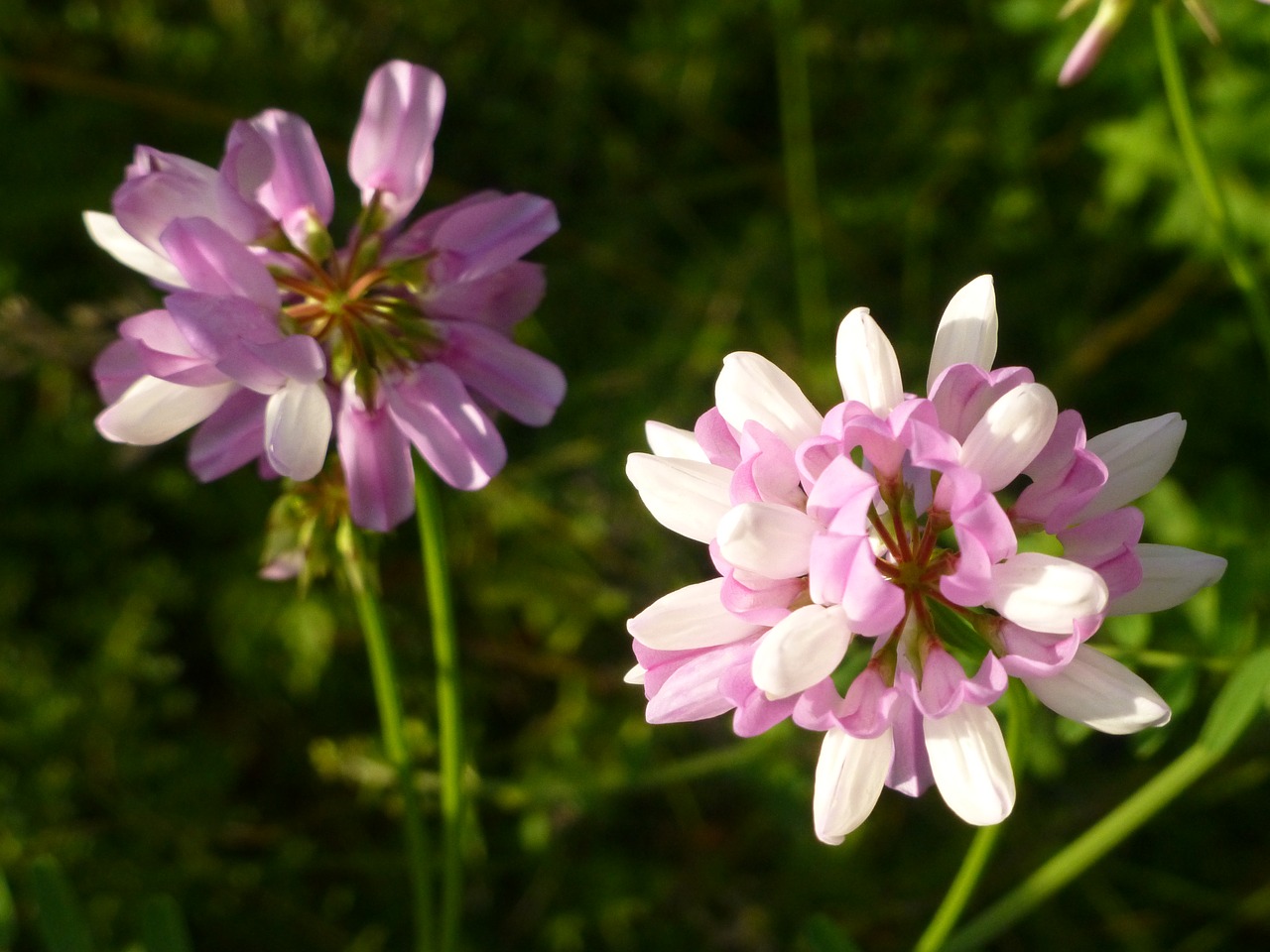 clover  flower  purple free photo