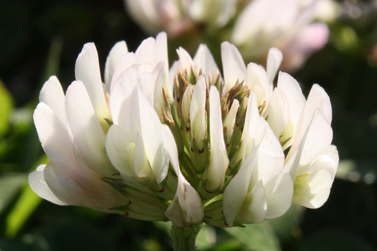 clover  flower  macro free photo