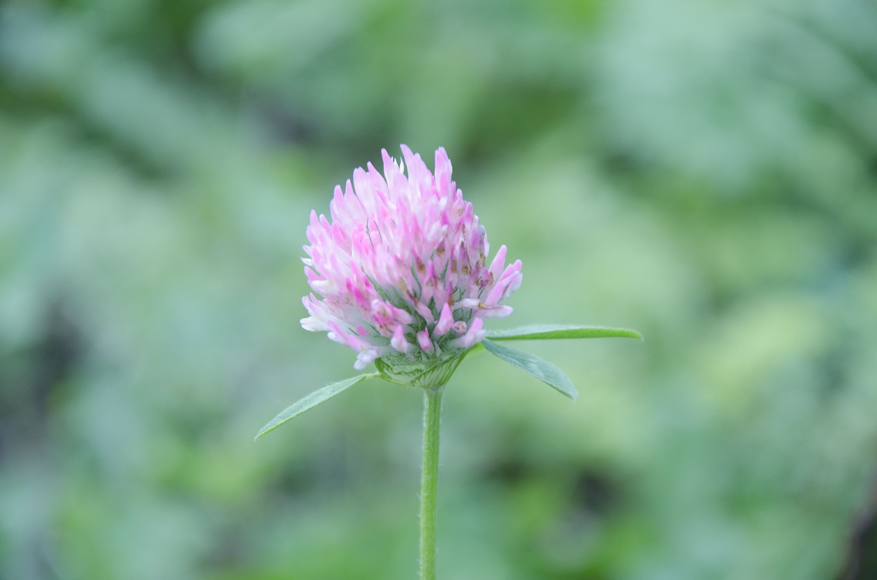 clover  summer  pastel free photo