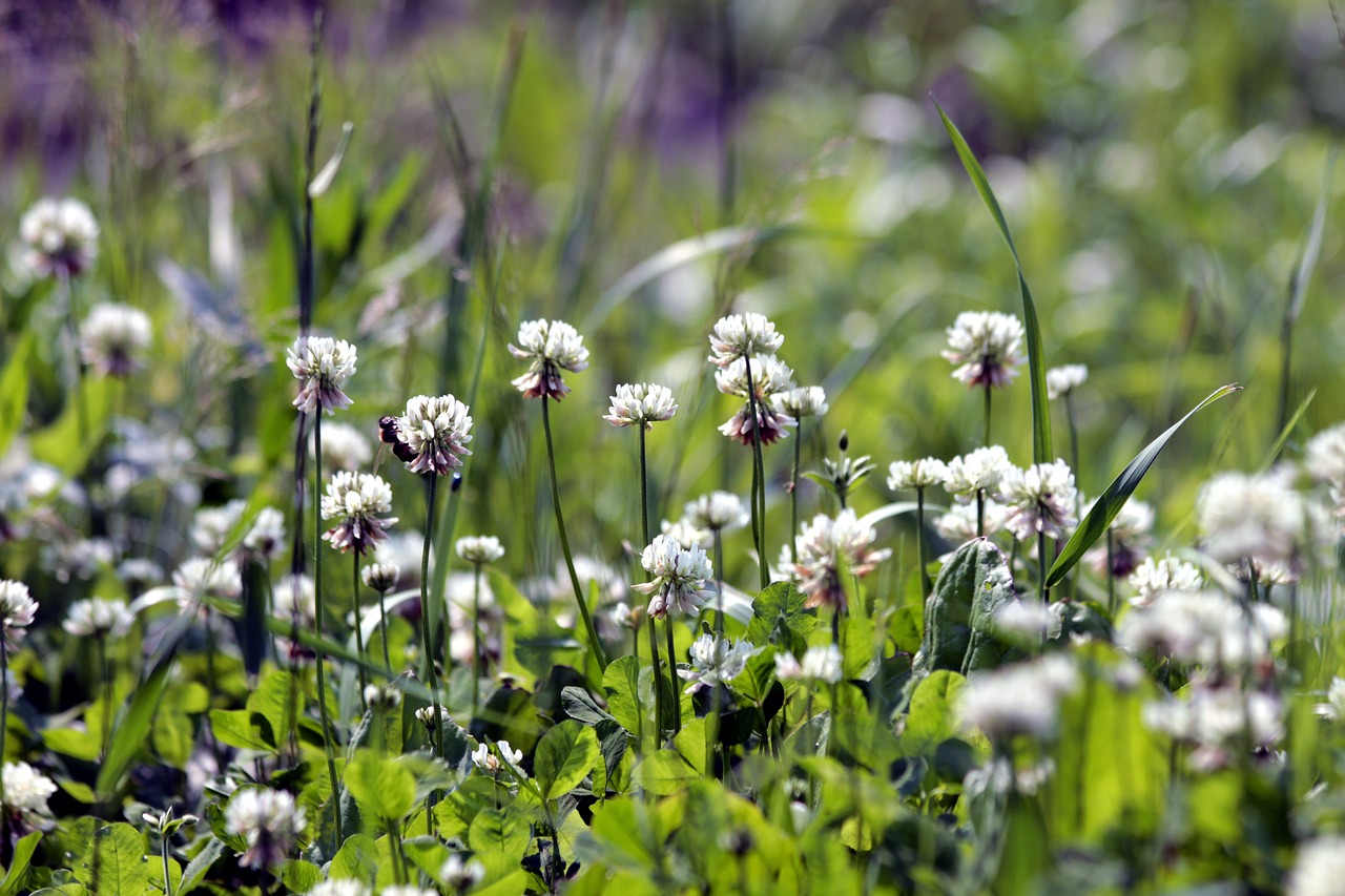 clover  bloom  white clover free photo