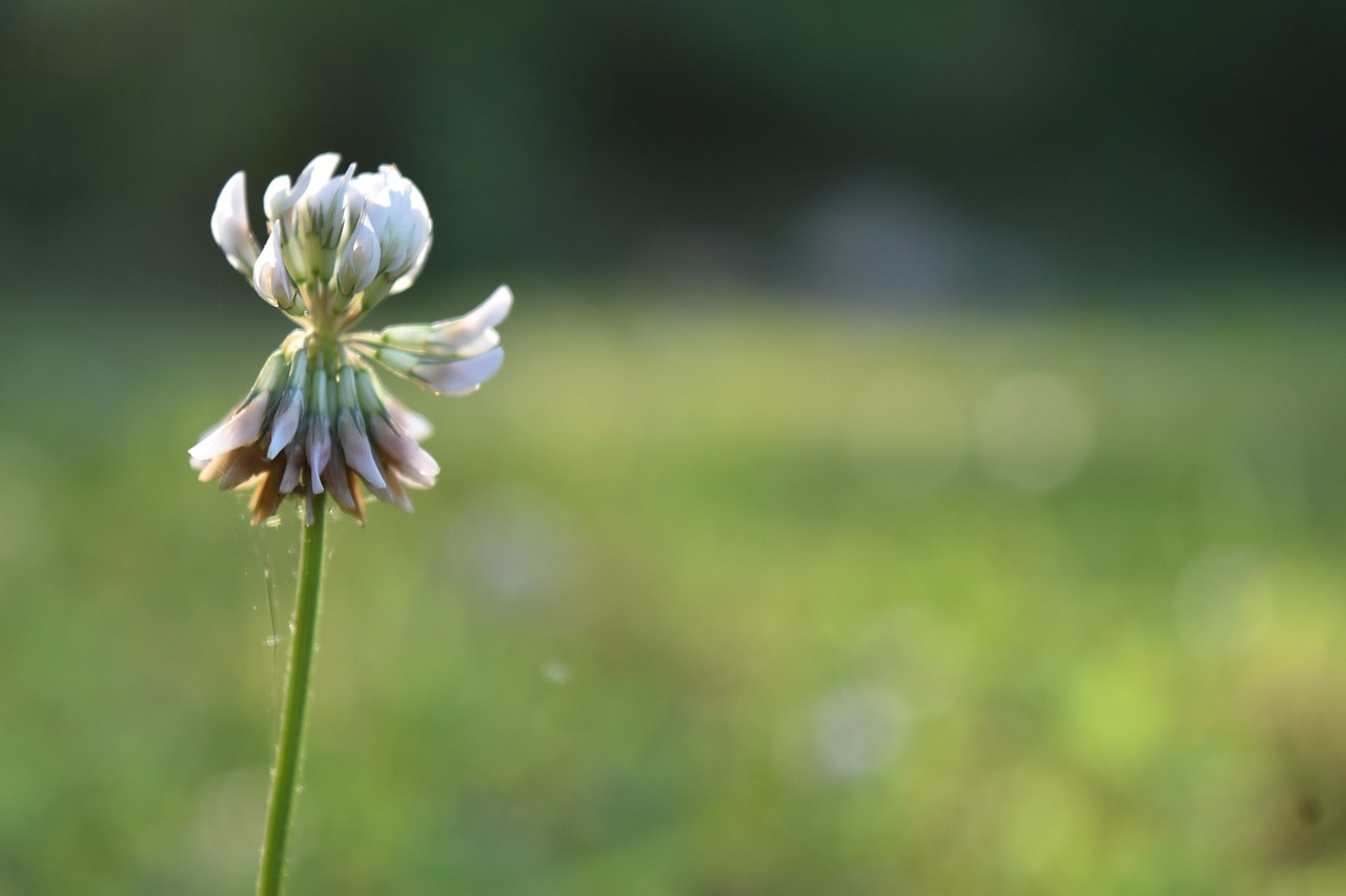 clover  outdoor  nature free photo