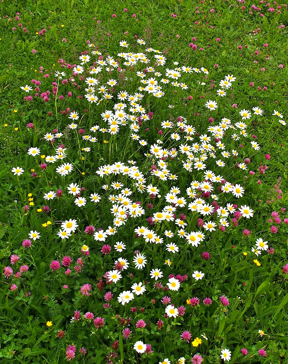 clover  wildflowers  daisies free photo