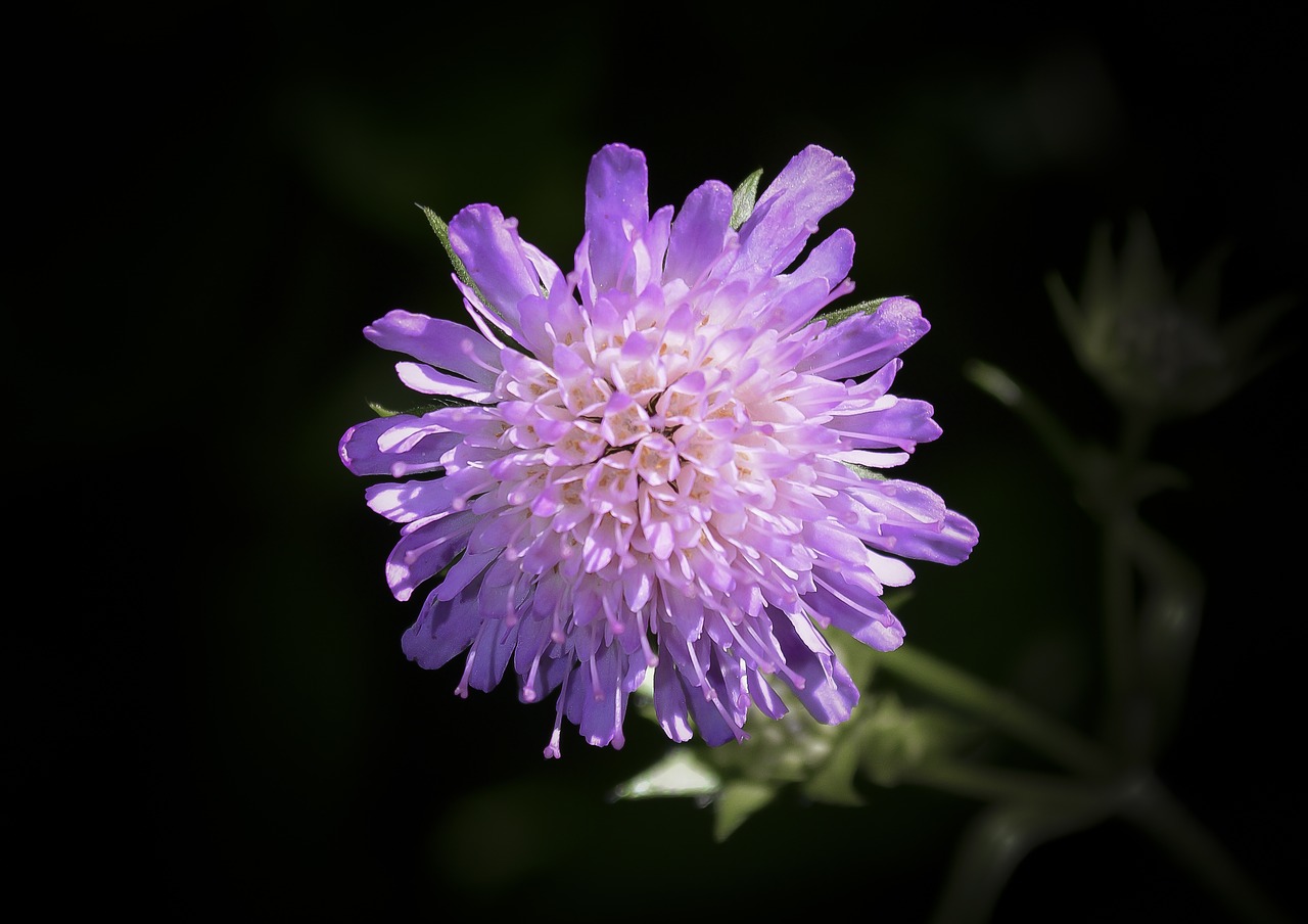 clover  luck  nature free photo