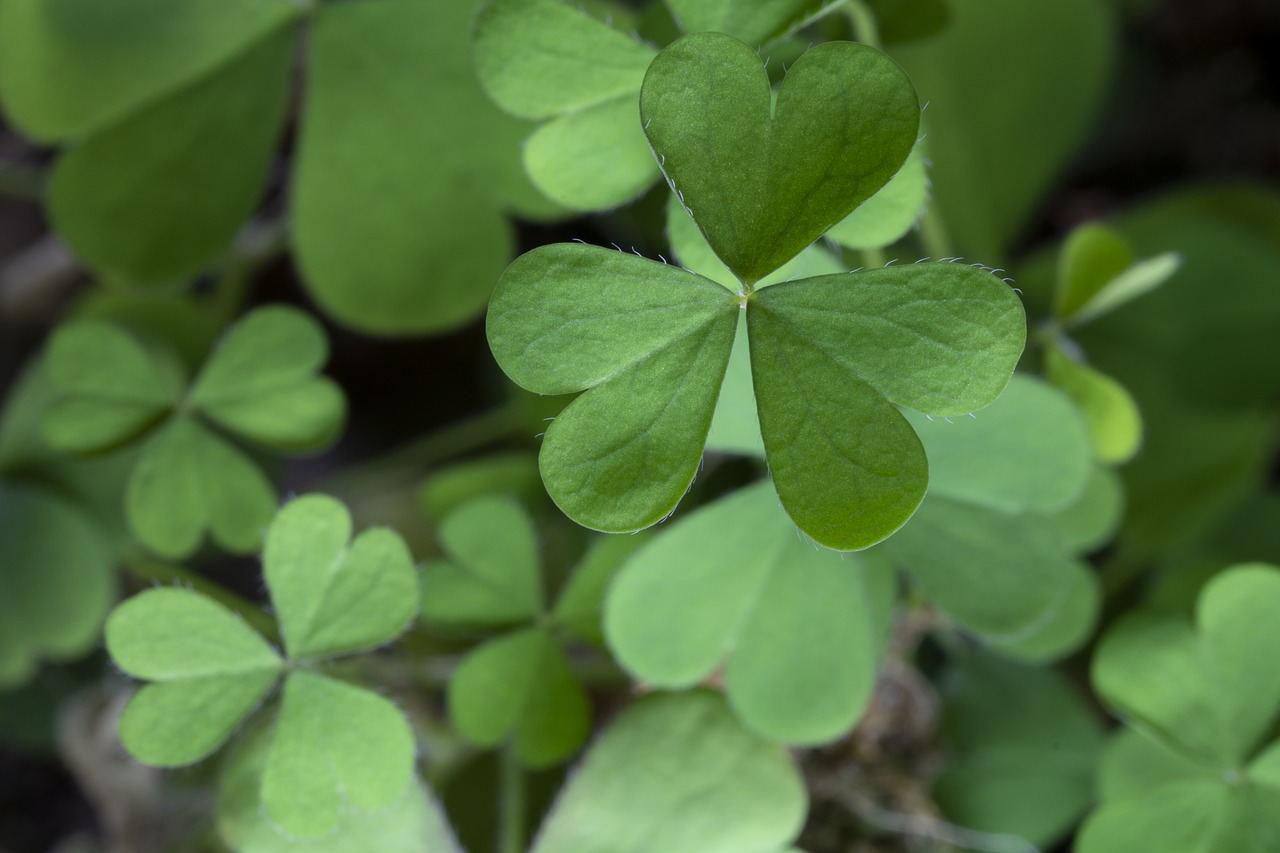 clover  plants  nature free photo