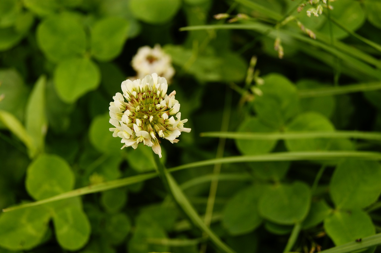 clover  happiness  green free photo