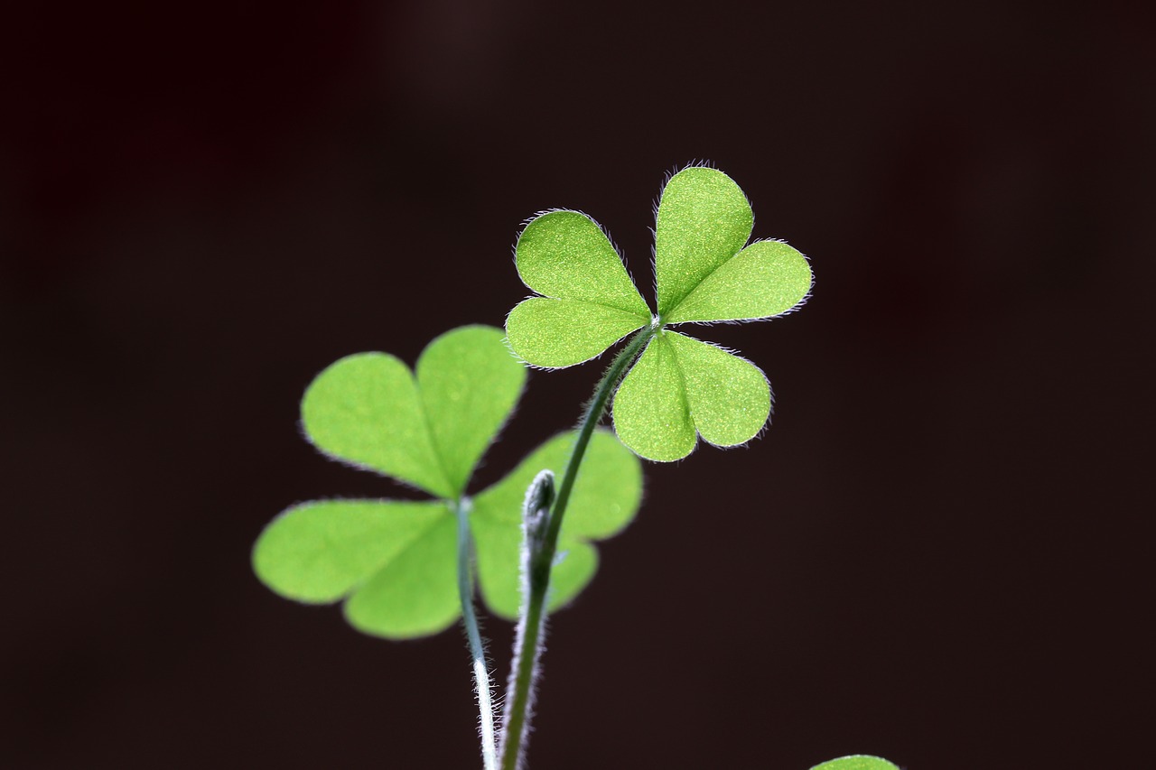 clover  shamrock  macro free photo