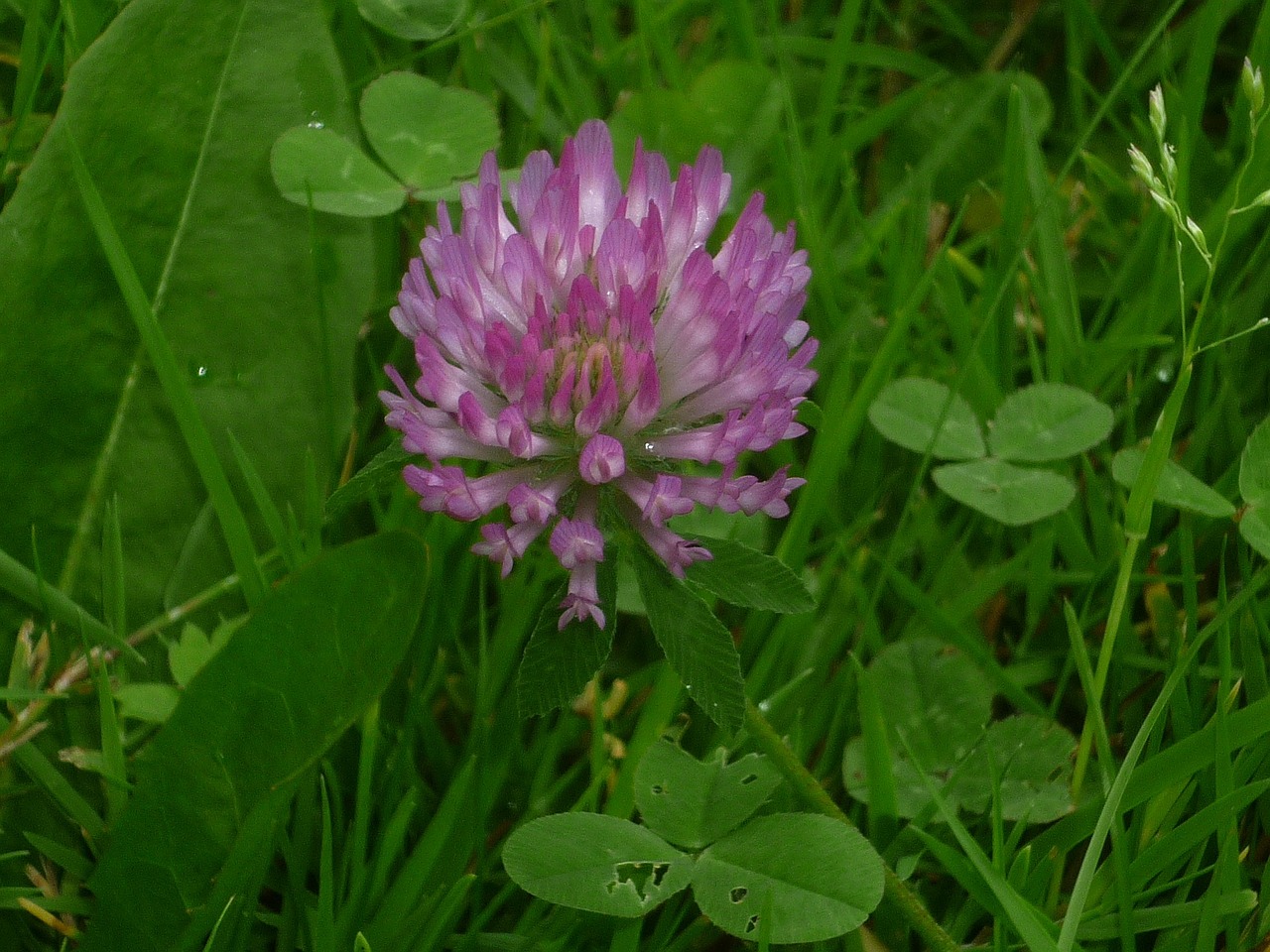 clover plant meadow free photo