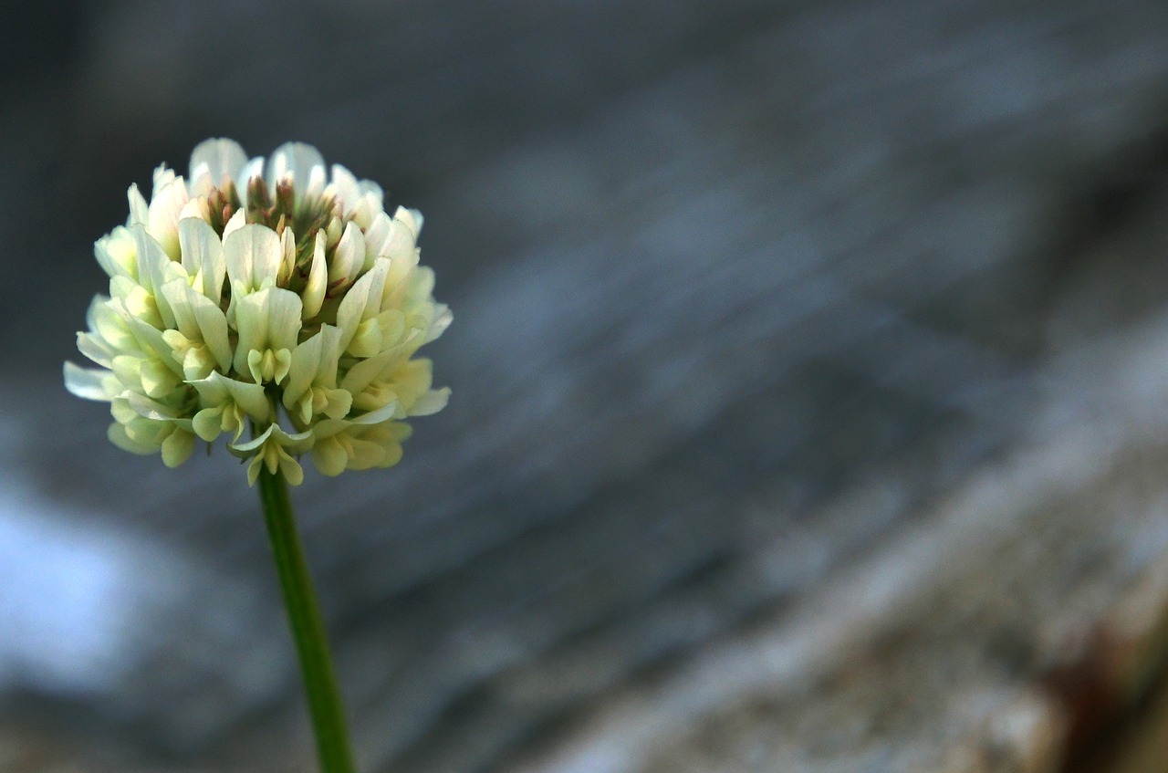 clover  flower  nature free photo