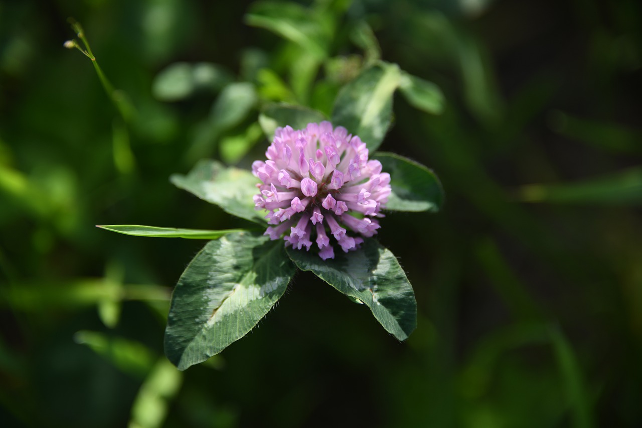 clover  plant  flowers free photo