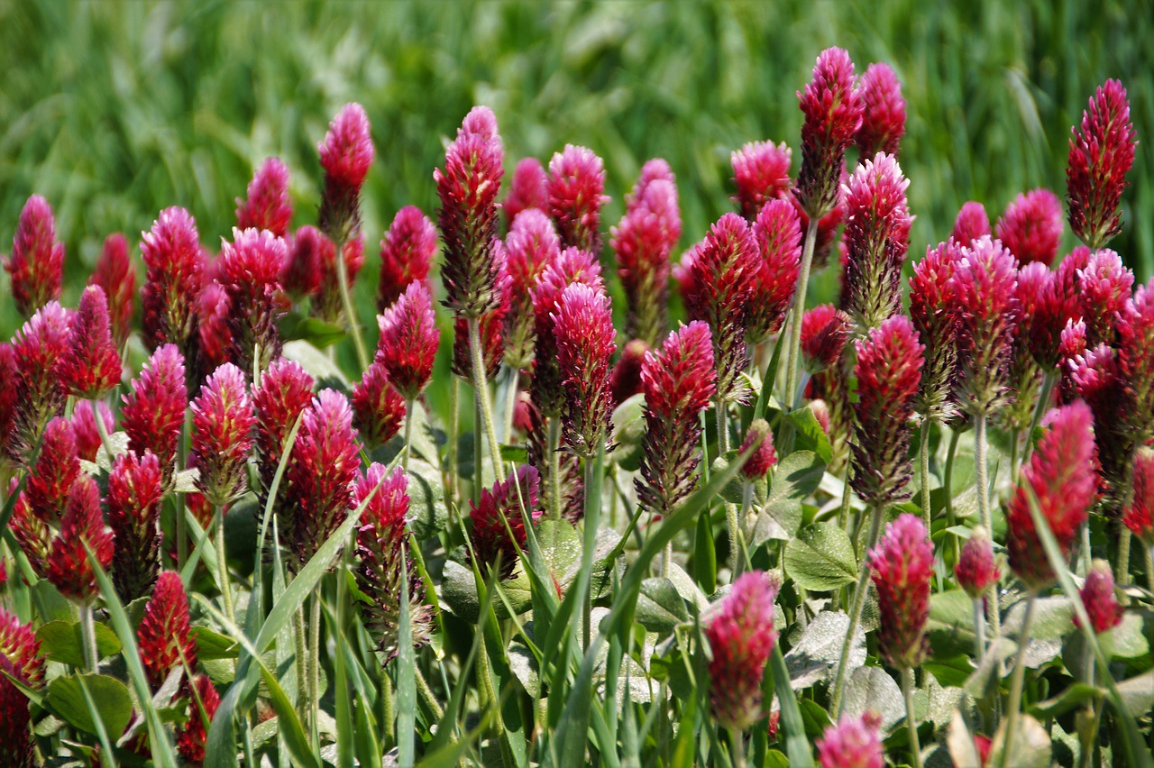 clover  red  fodder plants free photo