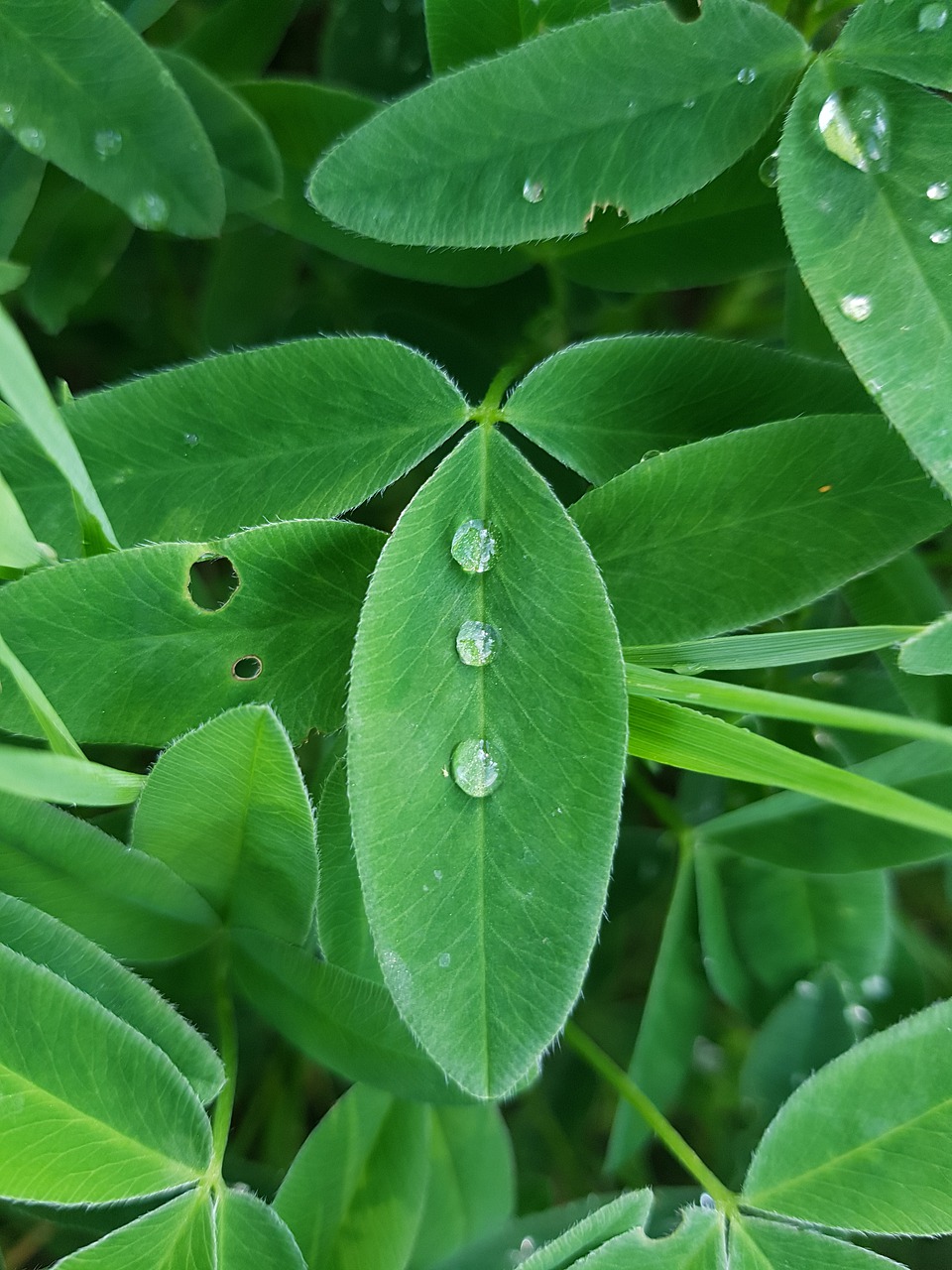 clover  dew  rain free photo