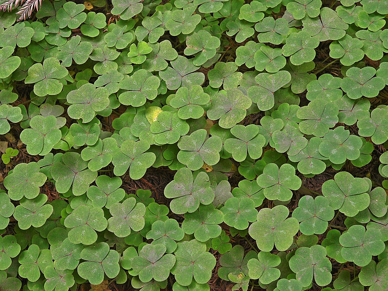 clover plants leaves free photo