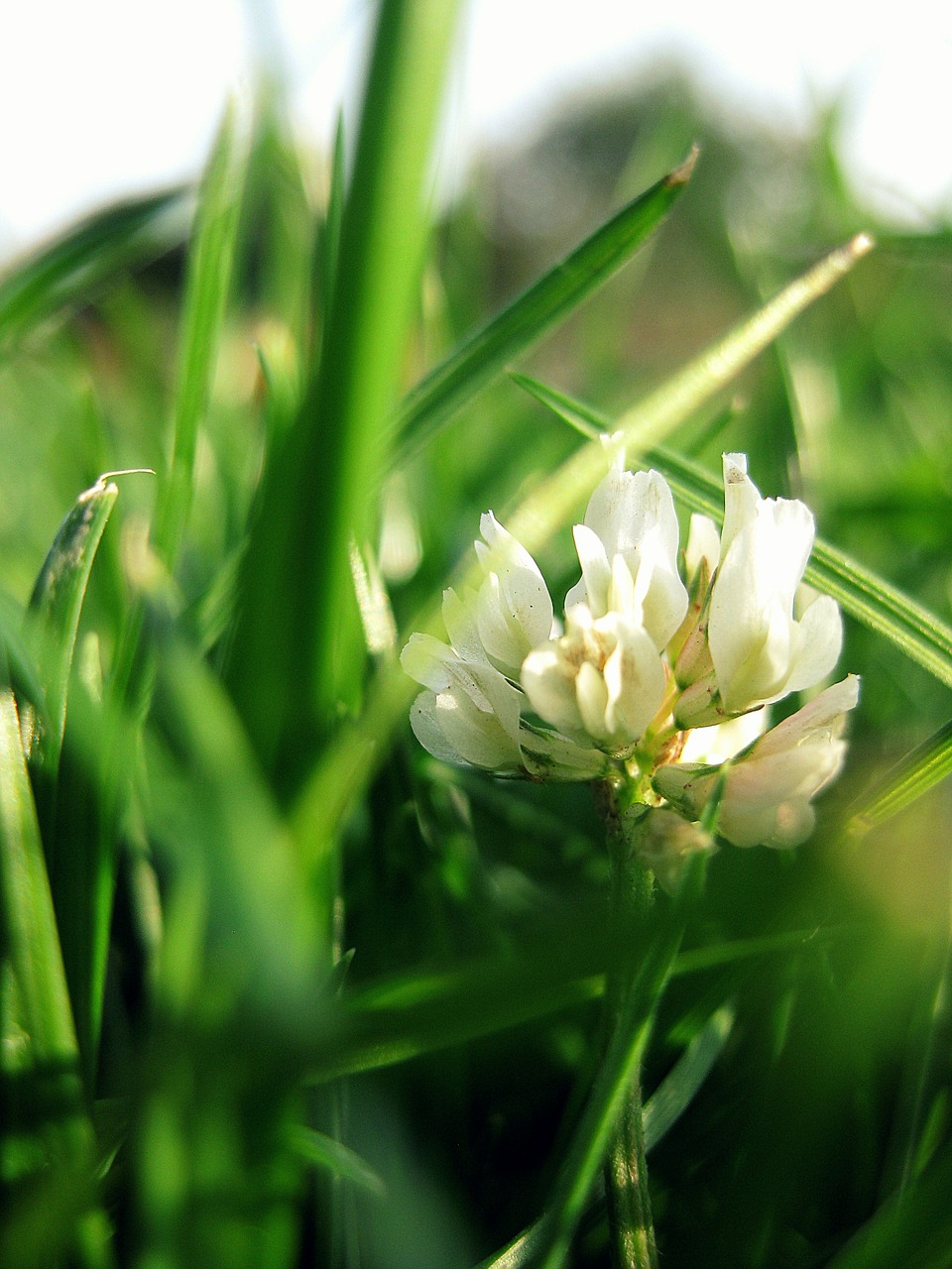 clover flowers grass free photo