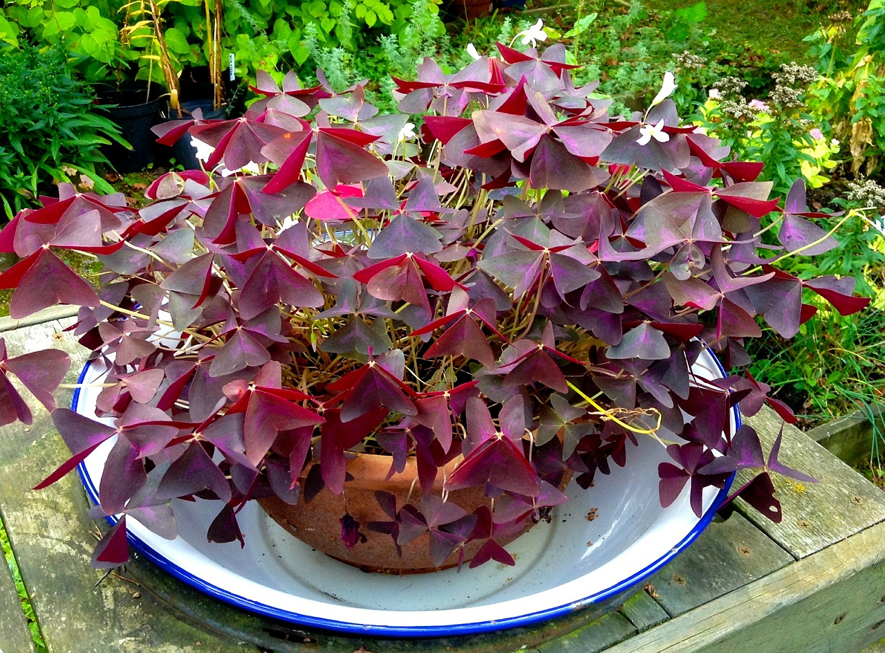 clover potted plant garden free photo