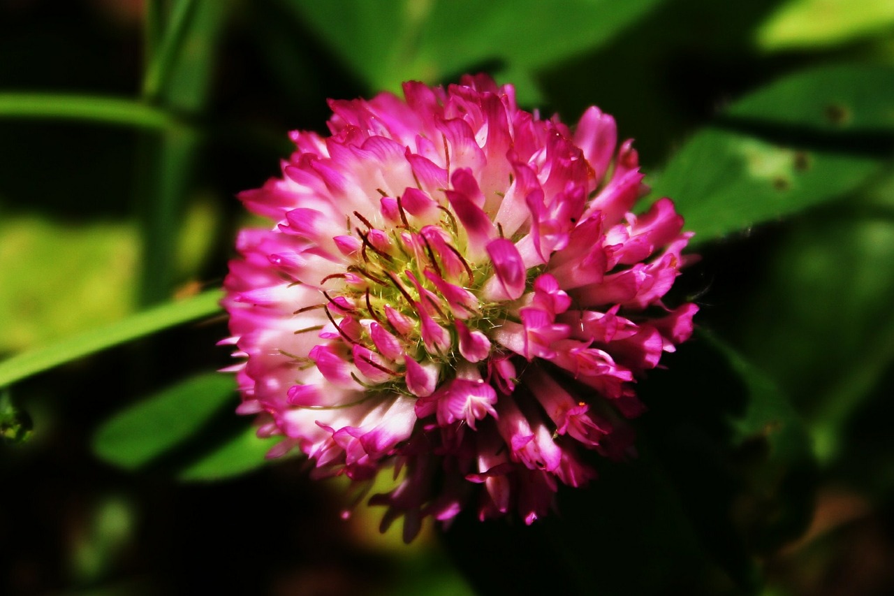 clover pink flower free photo