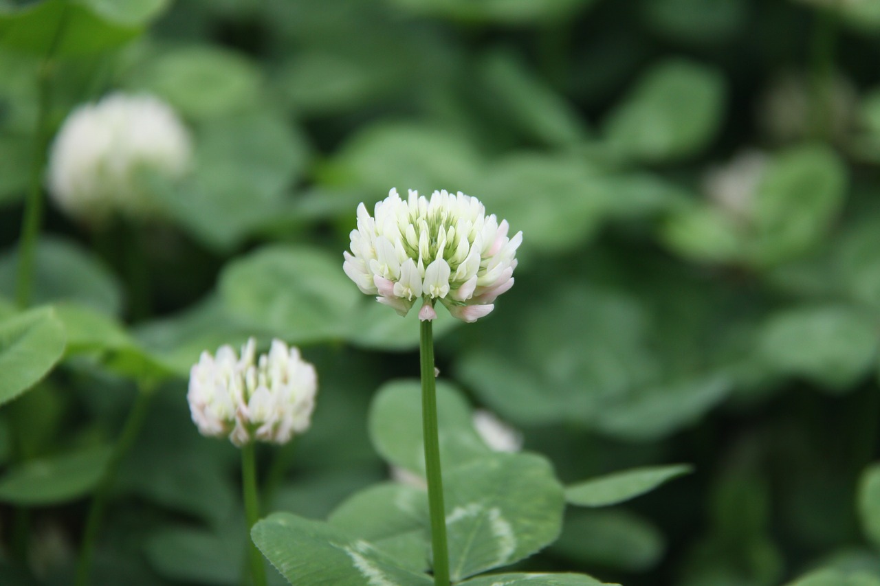 clover outdoor small fresh free photo