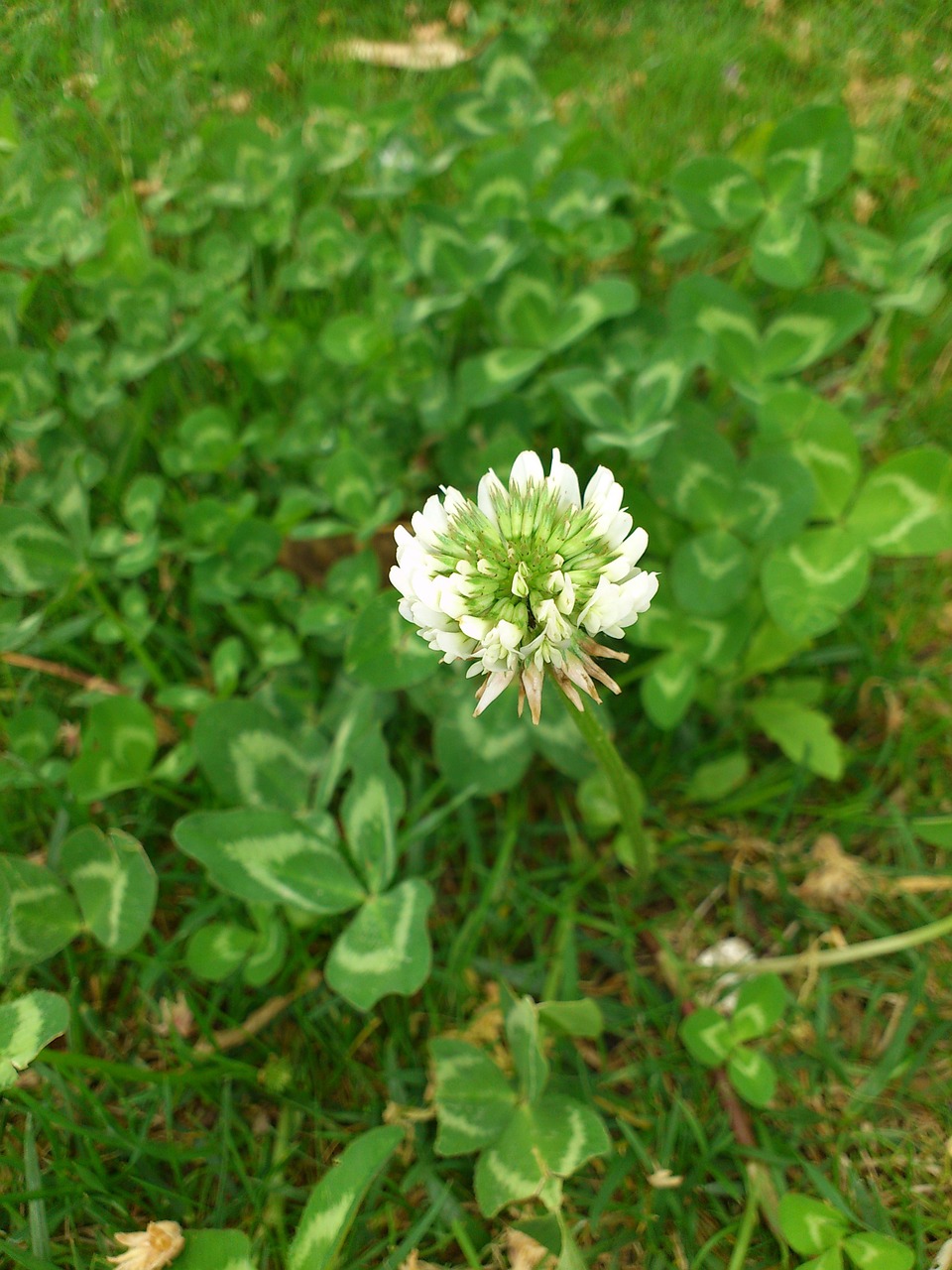 clover flowers spring free photo