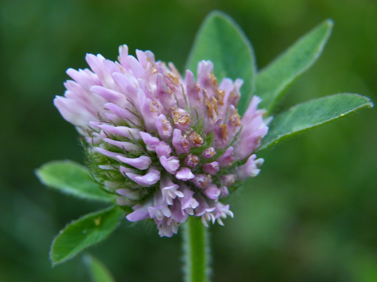 clover blossom pink free photo