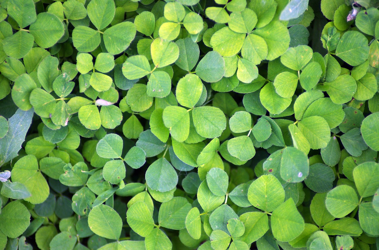 clover green plant free photo