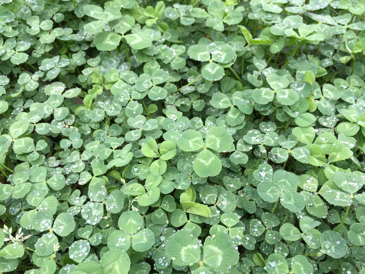 clover white clover natural free photo