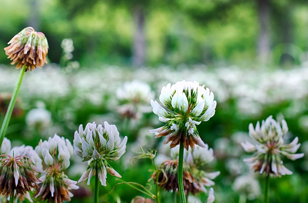 clover nature plant free photo