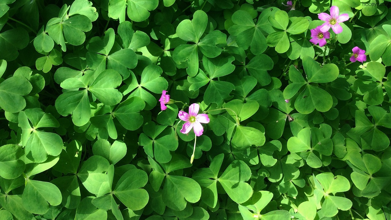 clover nature green free photo