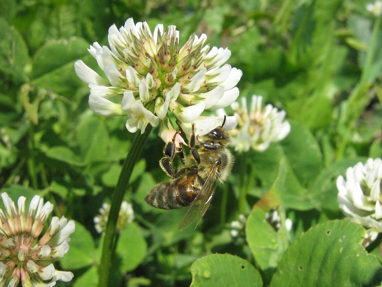 clover flower bee free photo