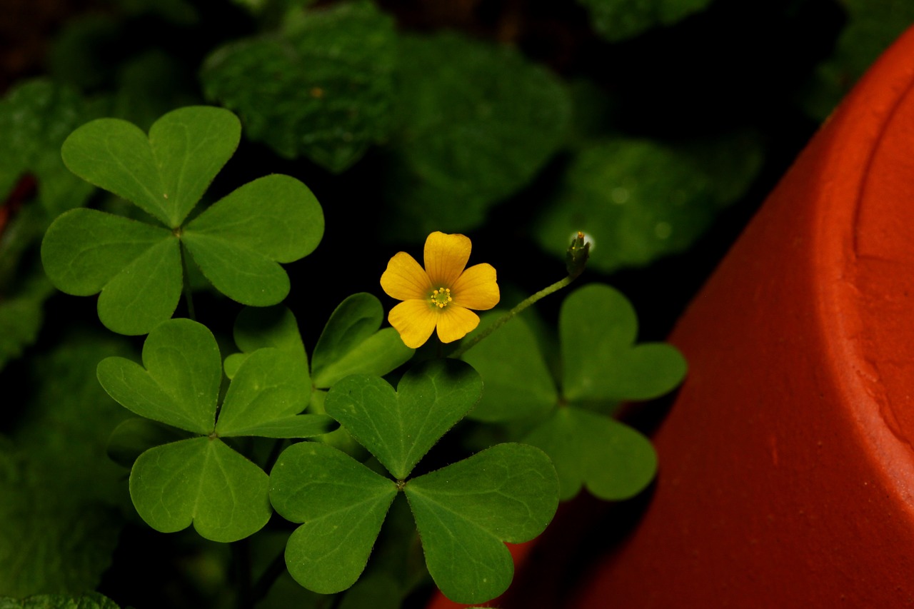 clover flower pot free photo