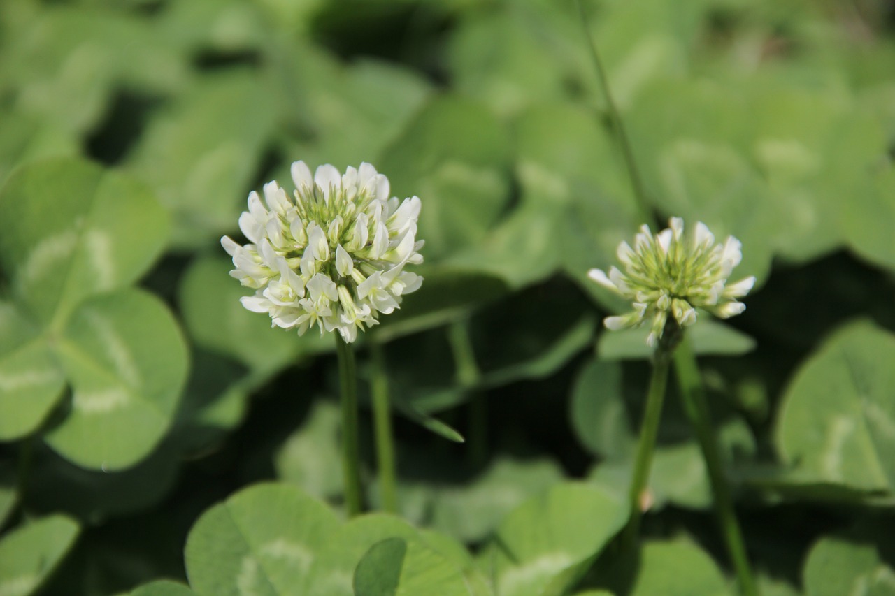 clover white clover lawn free photo