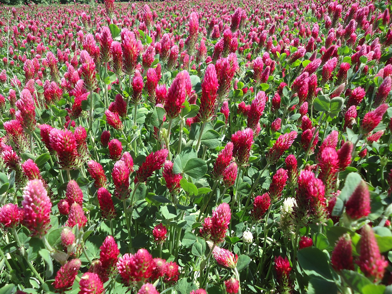 clover red meadow free photo