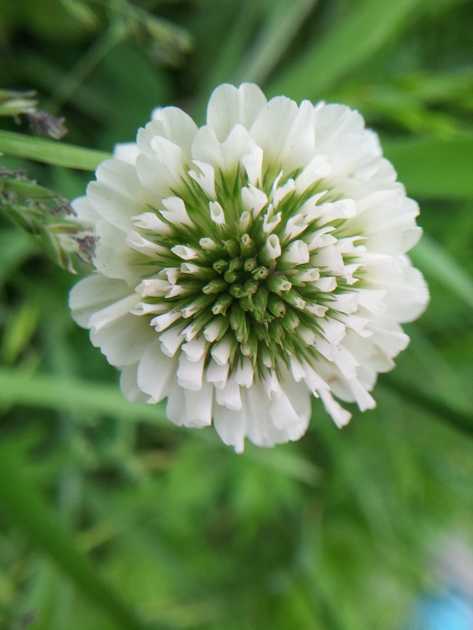 clover nature pool free photo