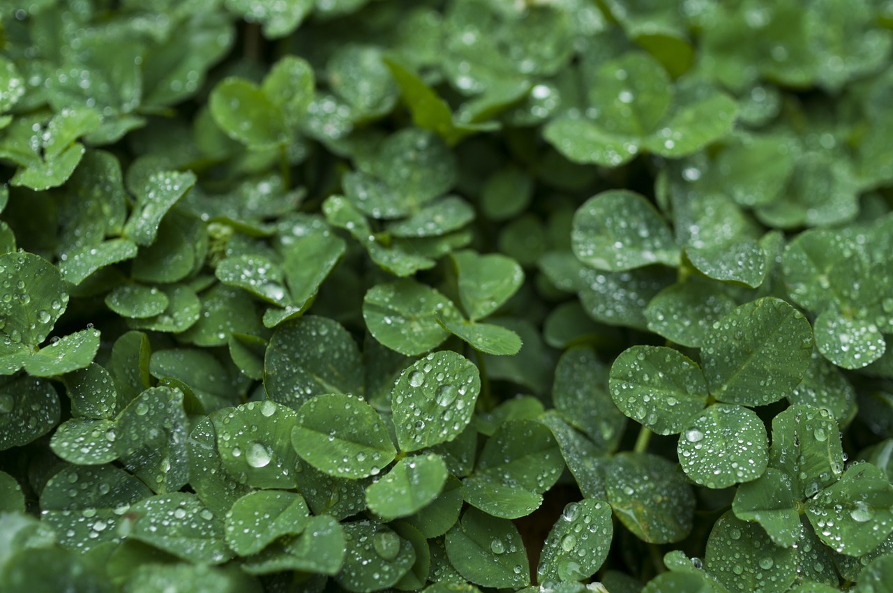 clover drop of water rain free photo