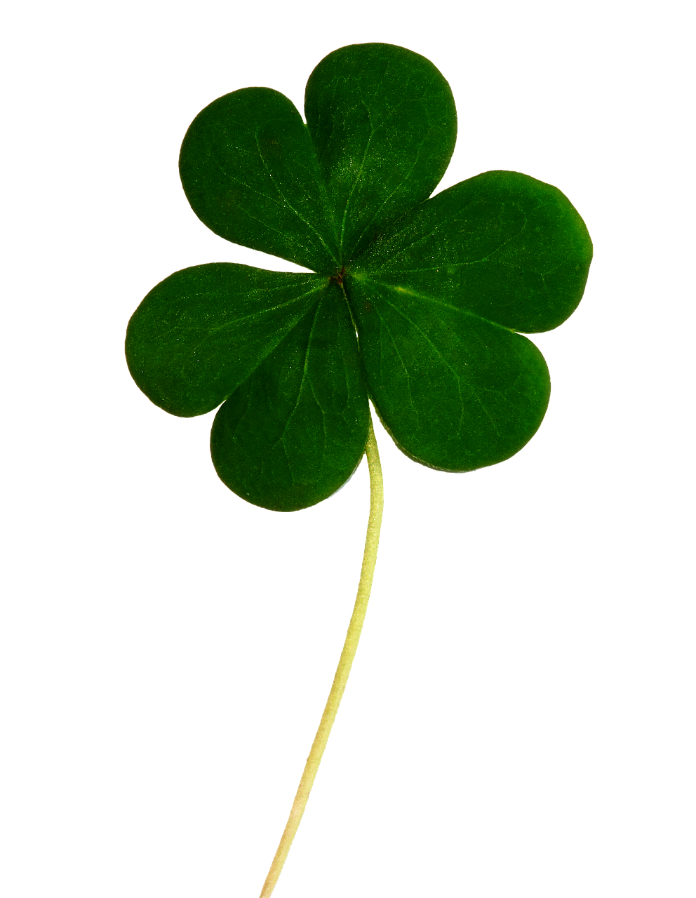 clover shamrock irish free photo