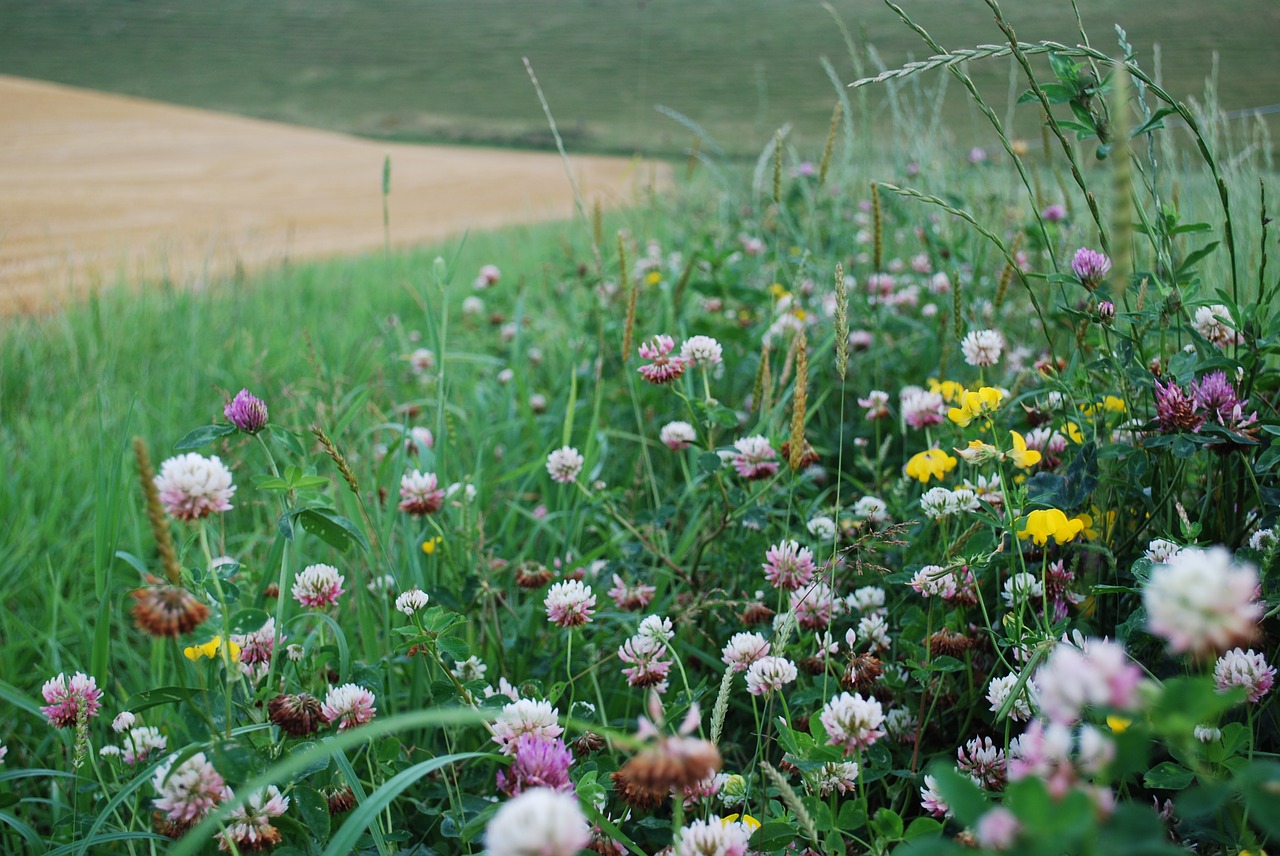 clover field margin wildlife free photo