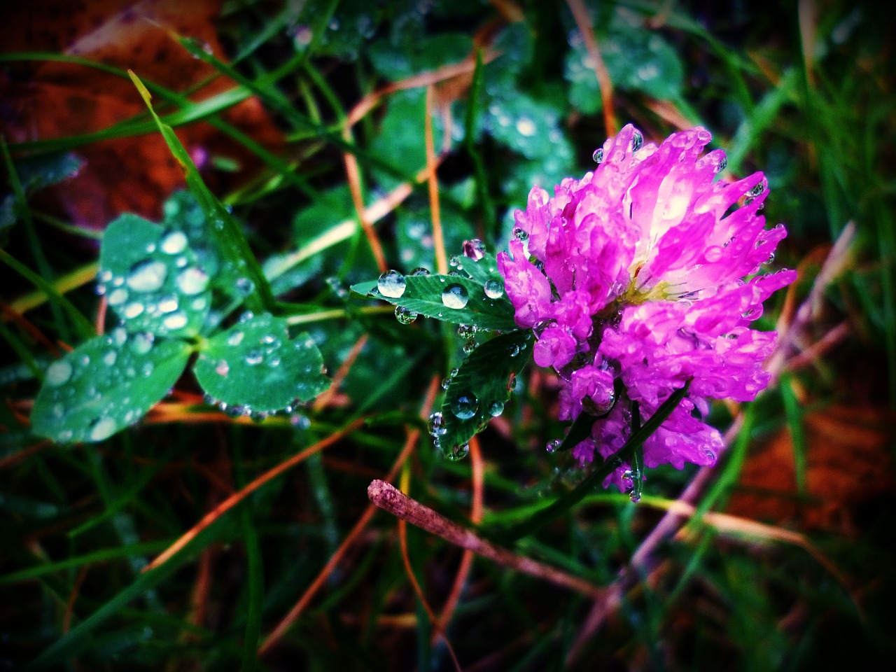 clover drop nature free photo