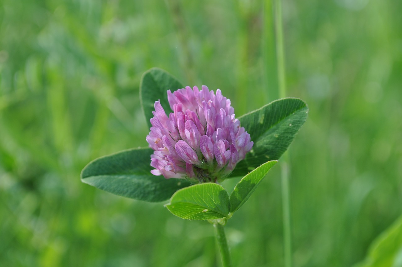 clover button violet garden free photo