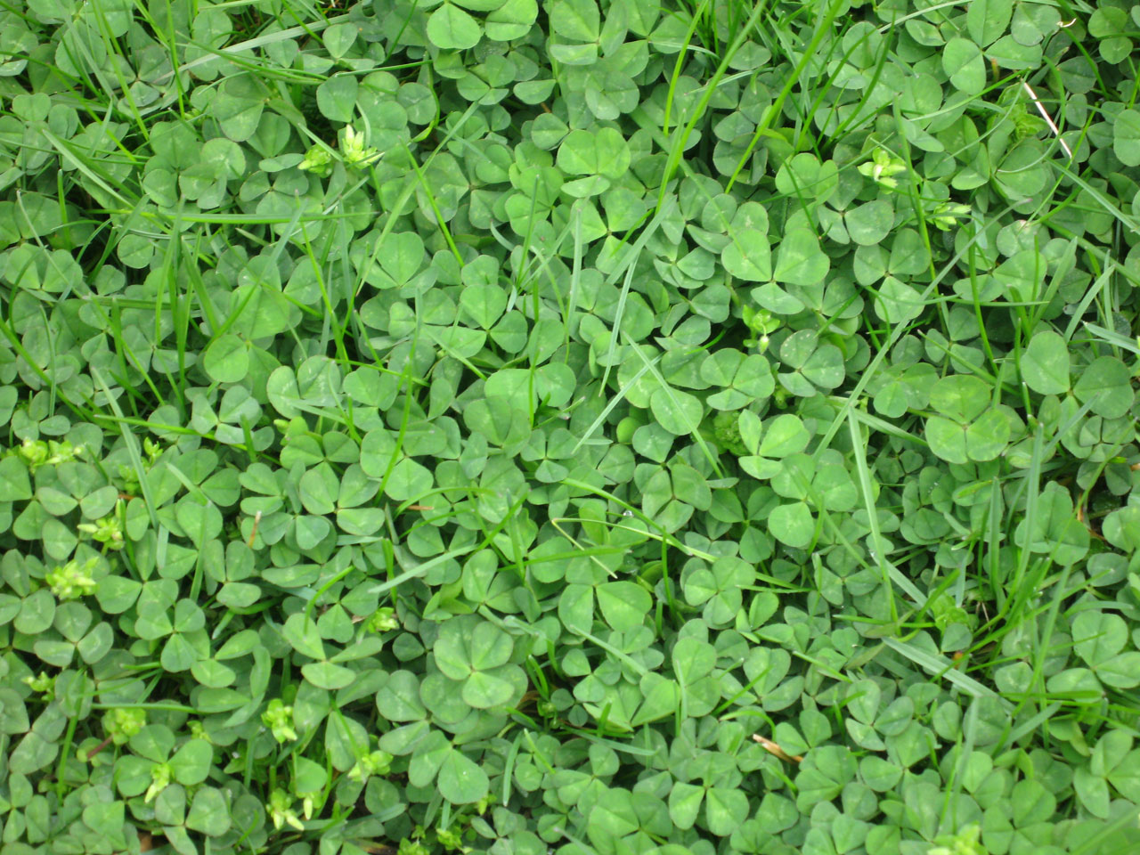 clover field irish free photo