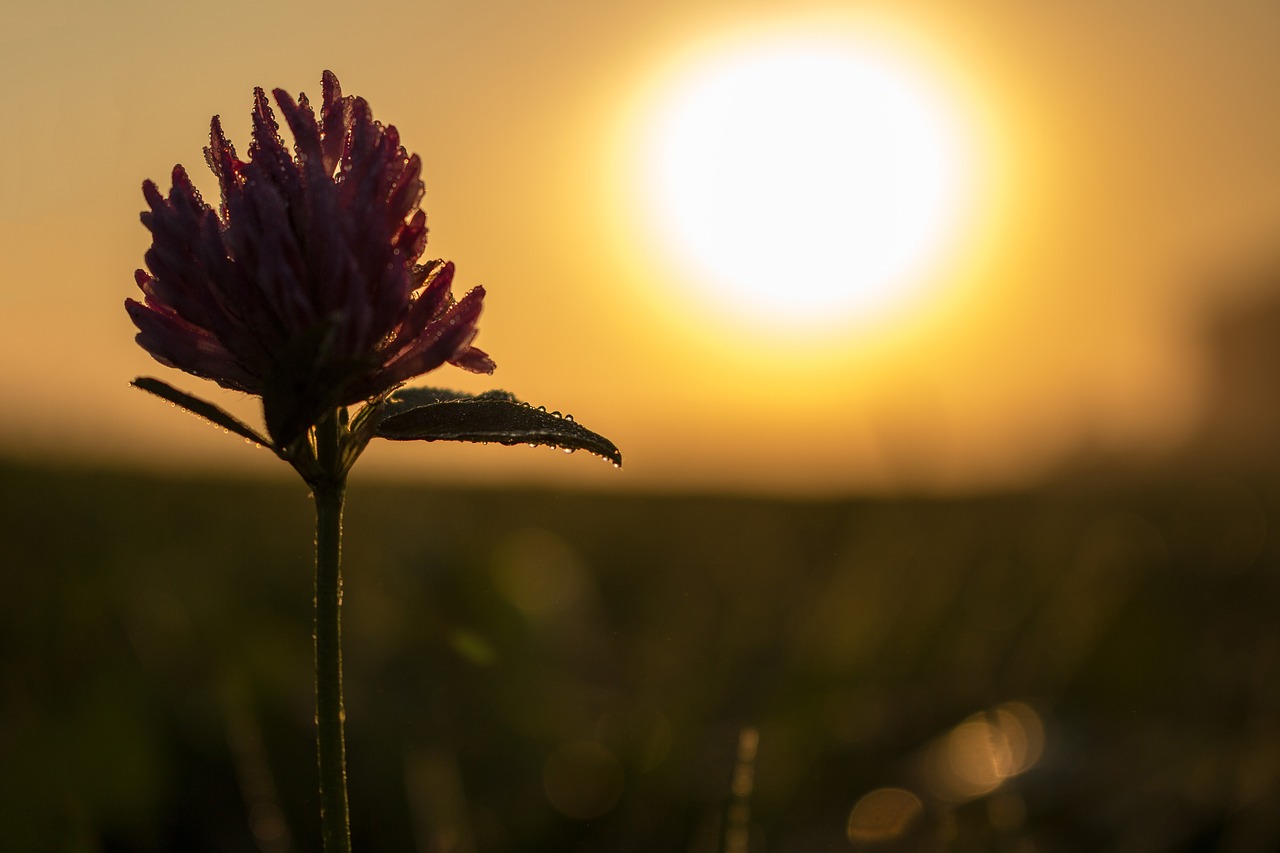 clover flower clover flower free photo