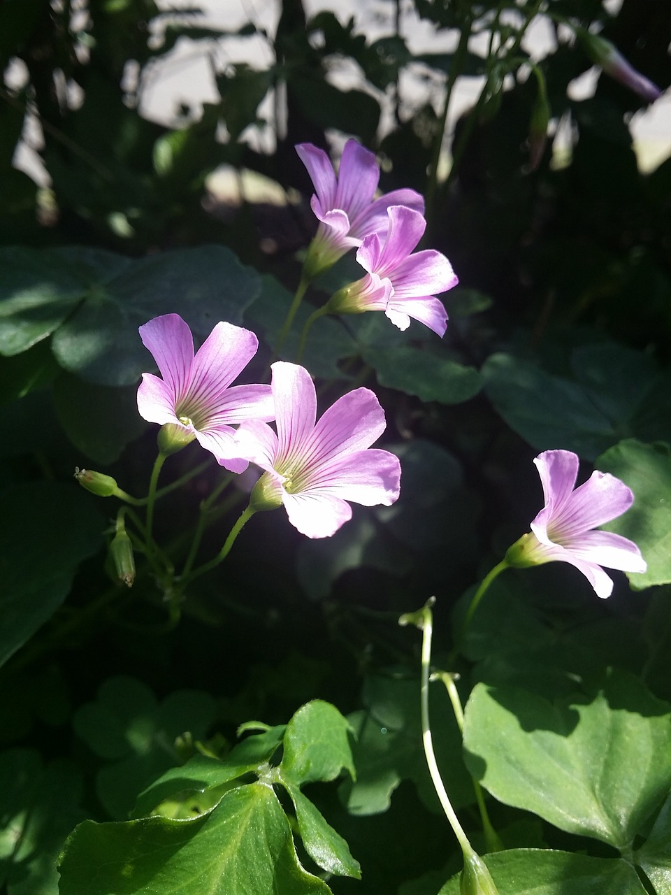 clover flower chinese village purple small flowers free photo