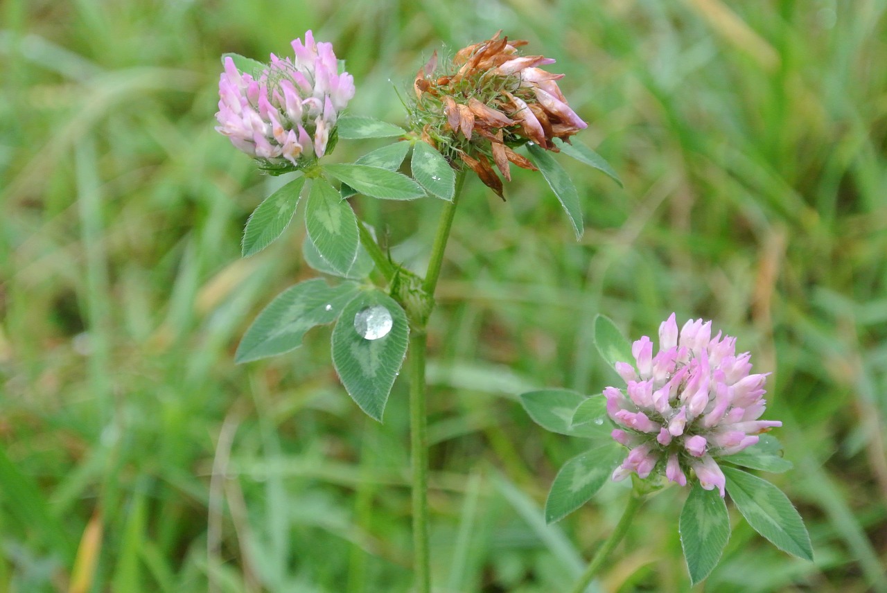 clover flower klee grass flower free photo