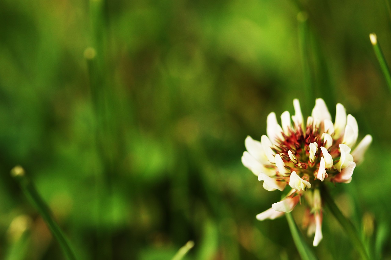 clover flower  nature  grass free photo