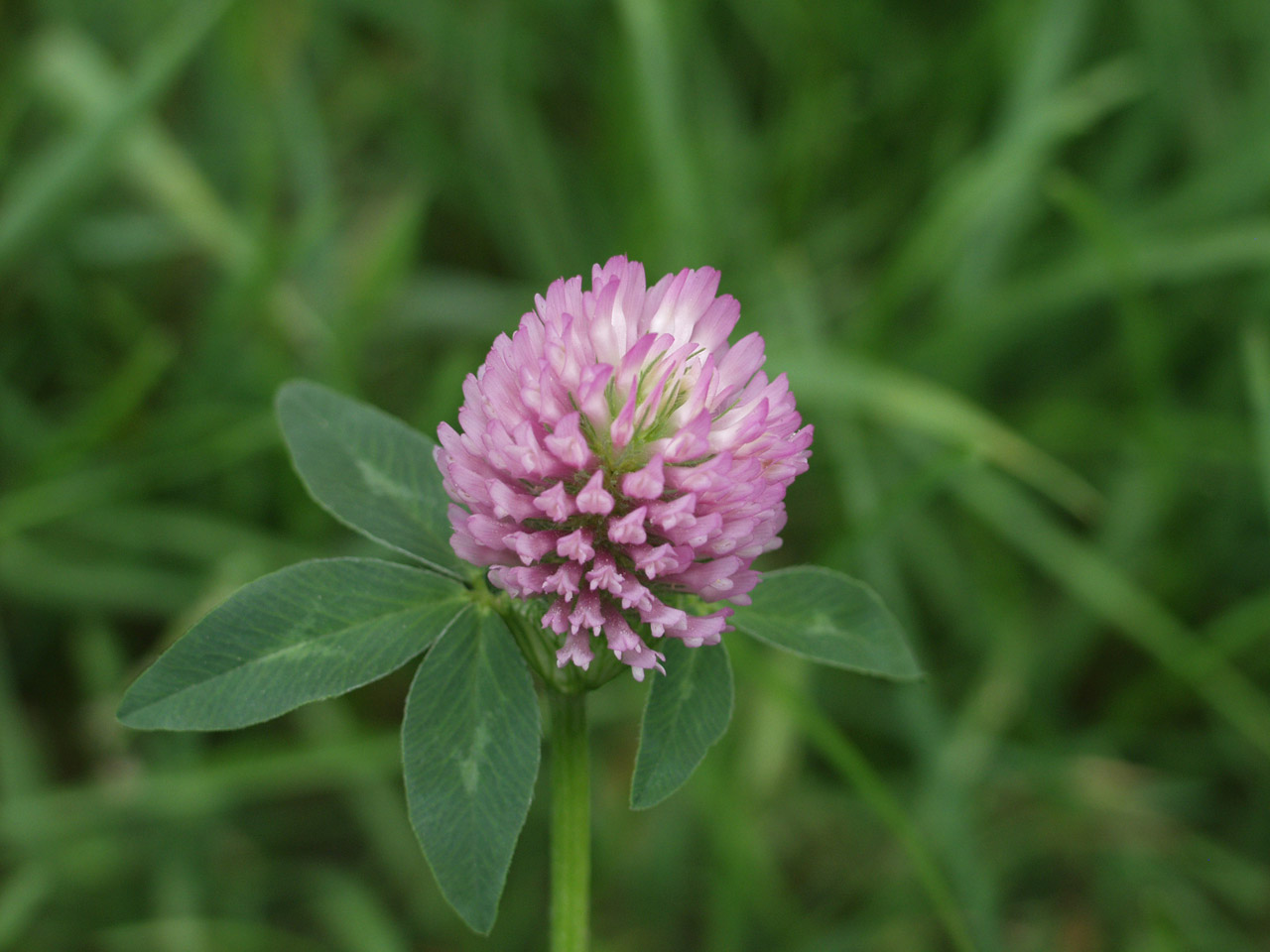 clover flower clover flower free photo