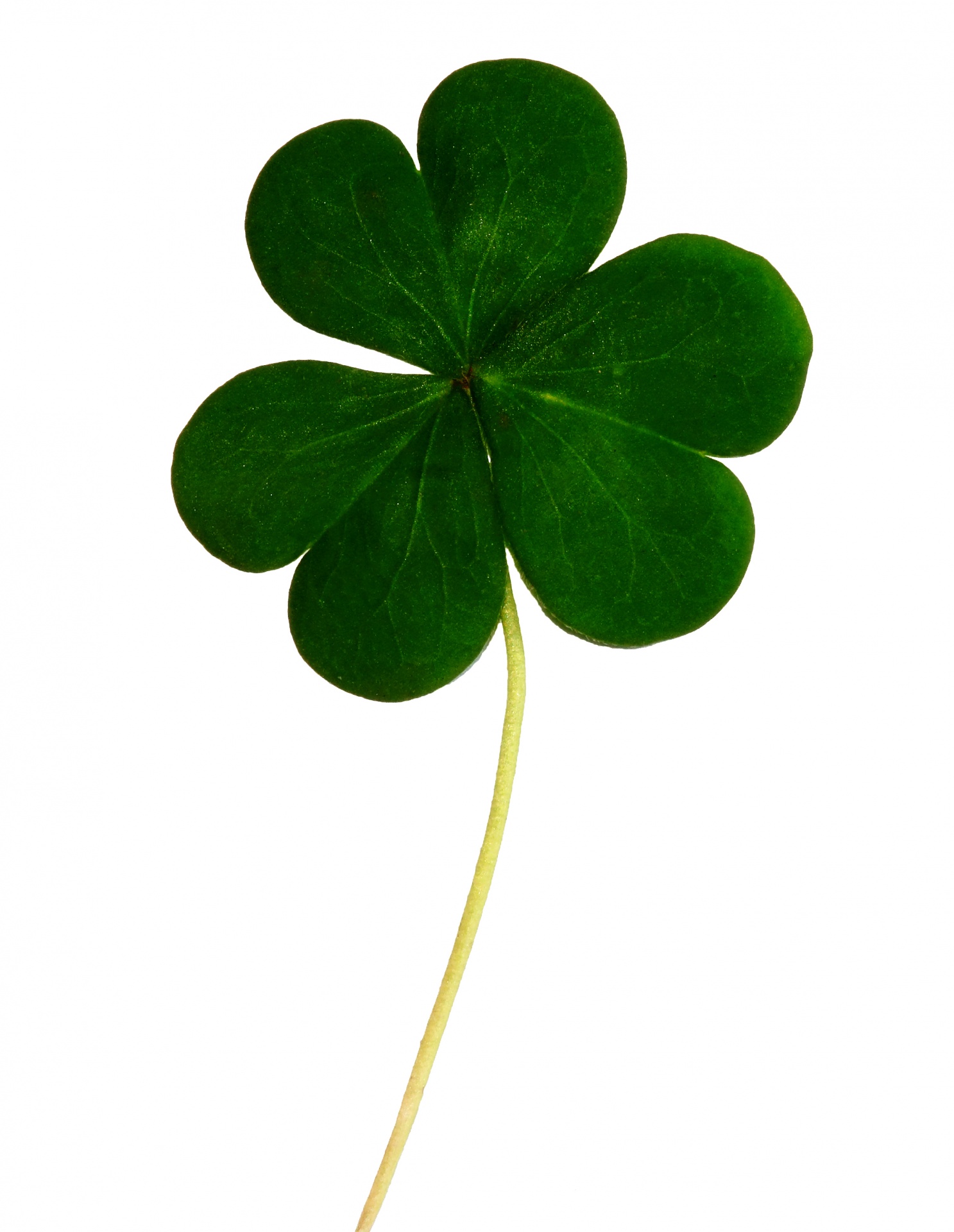 clover shamrock leaf free photo