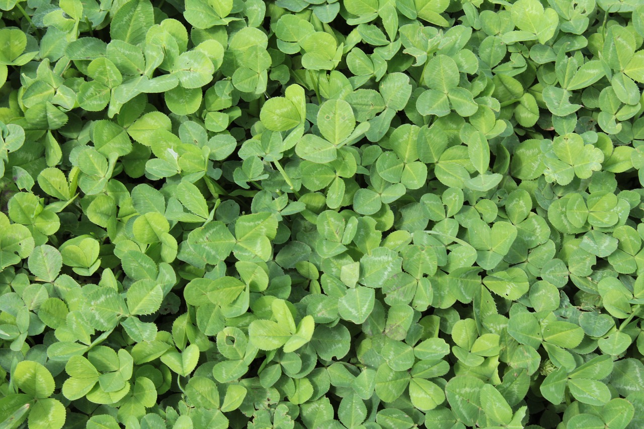 clover leaves  meadow  nature free photo