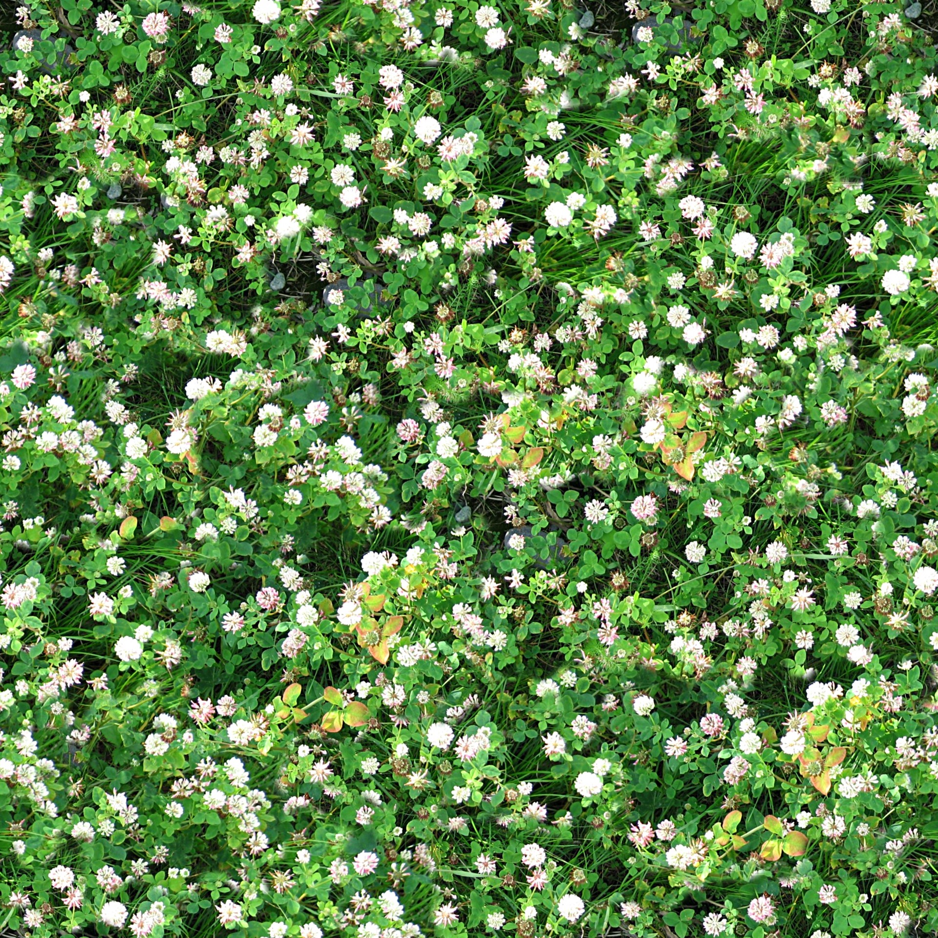 background clover green free photo