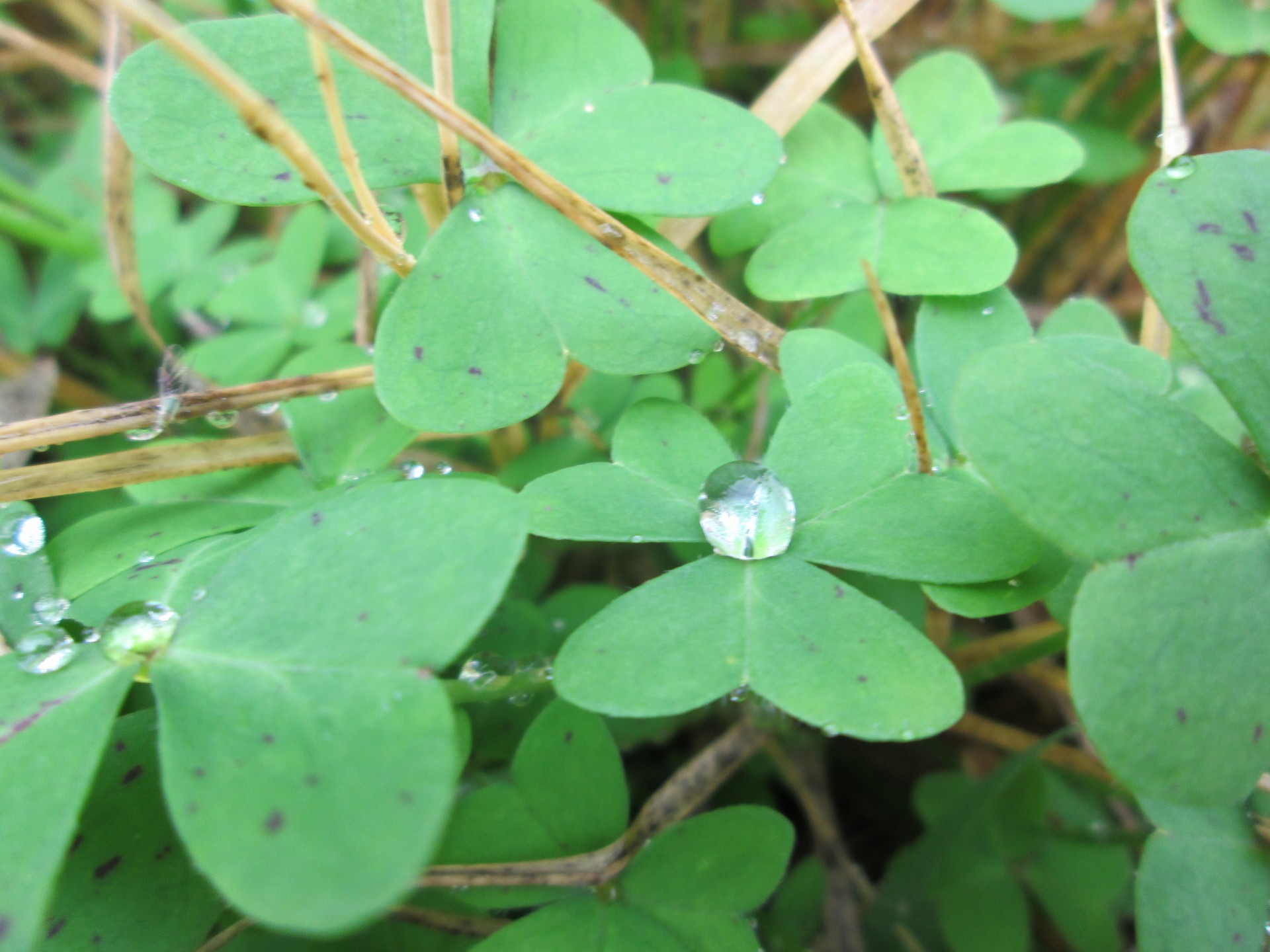 clover leaf water free photo