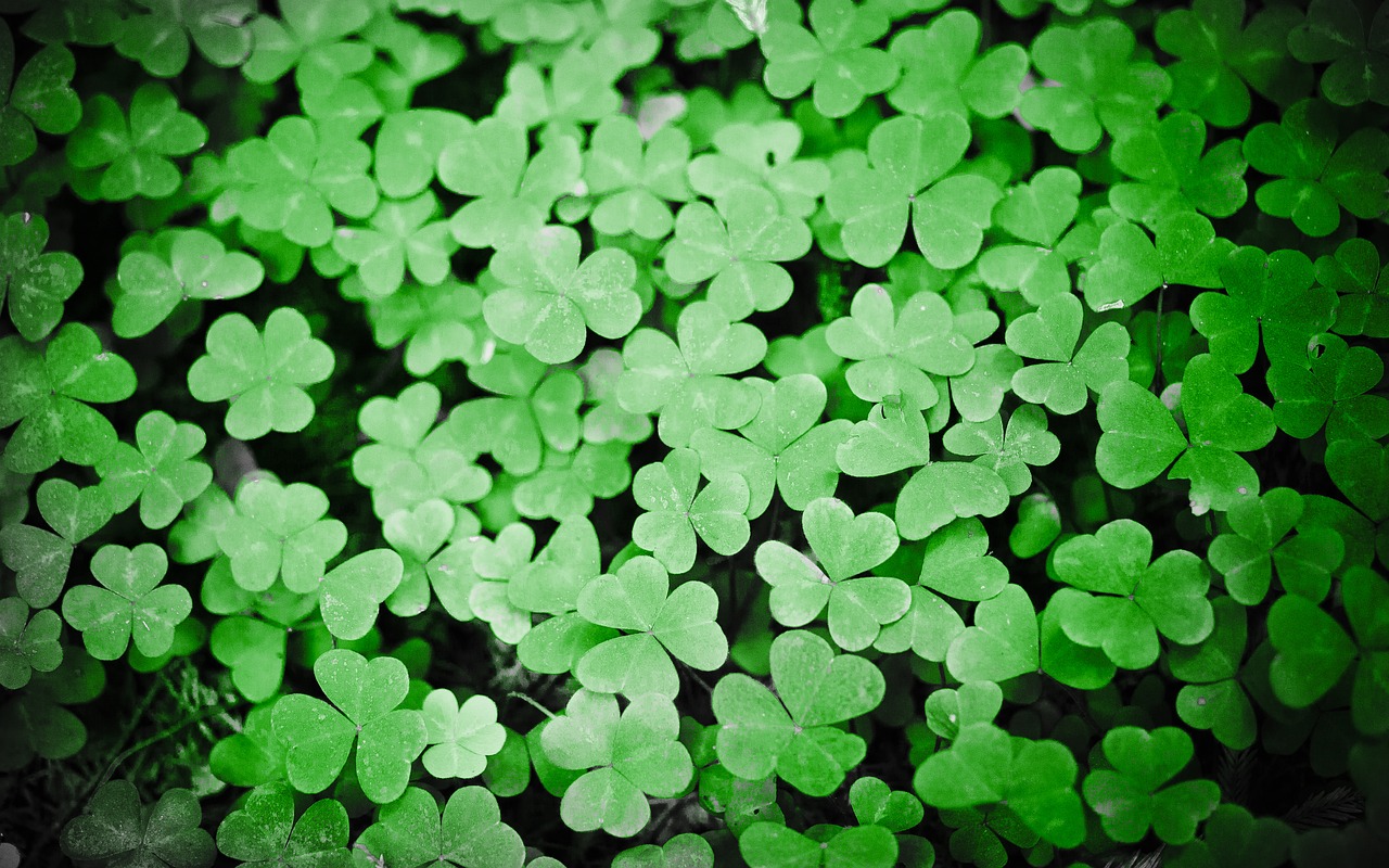 clovers green plant free photo