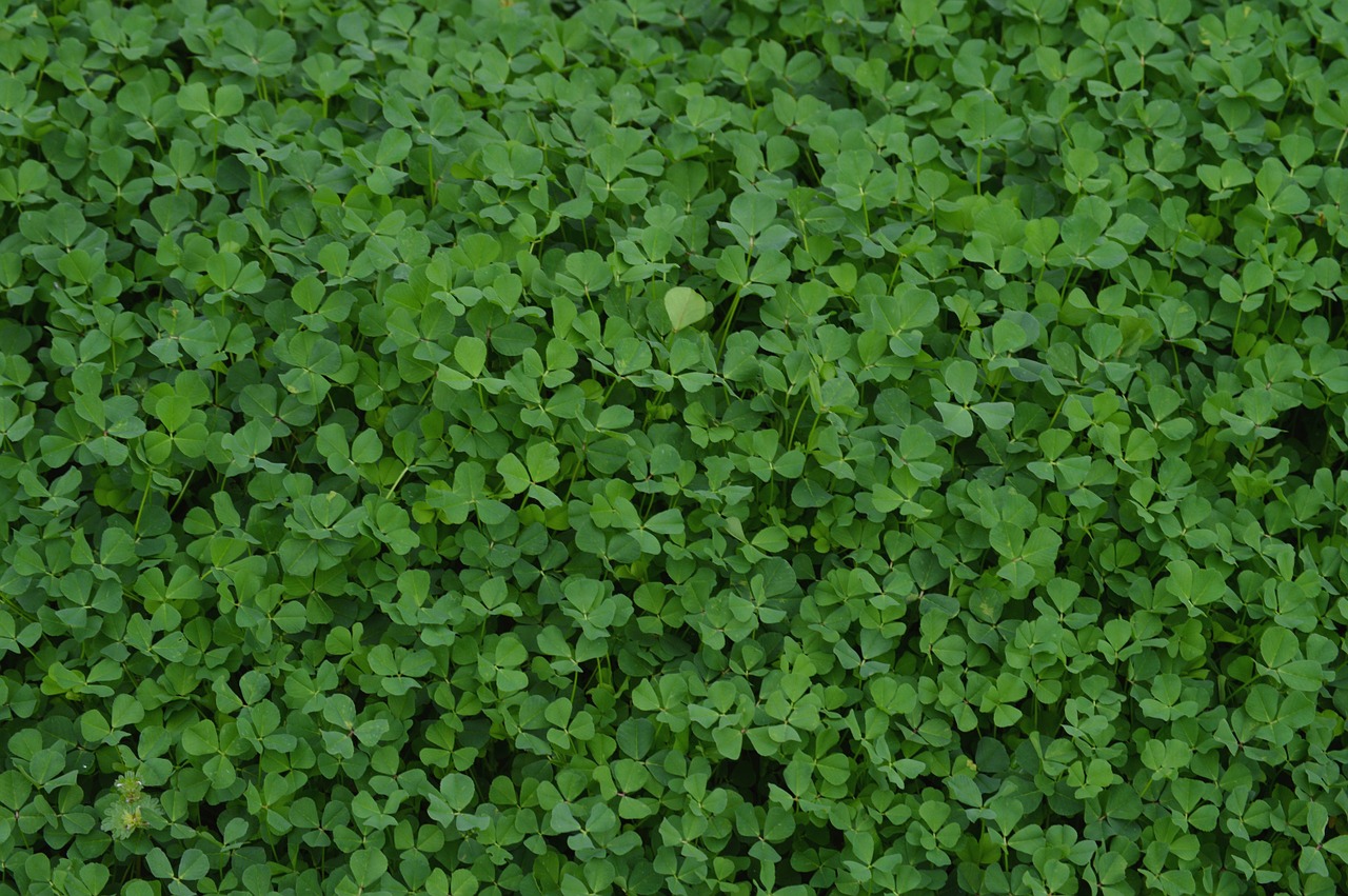 clovers plant green free photo