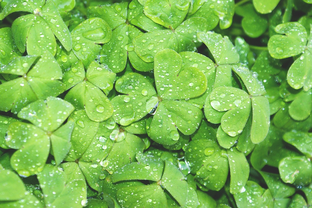 clovers green wet free photo