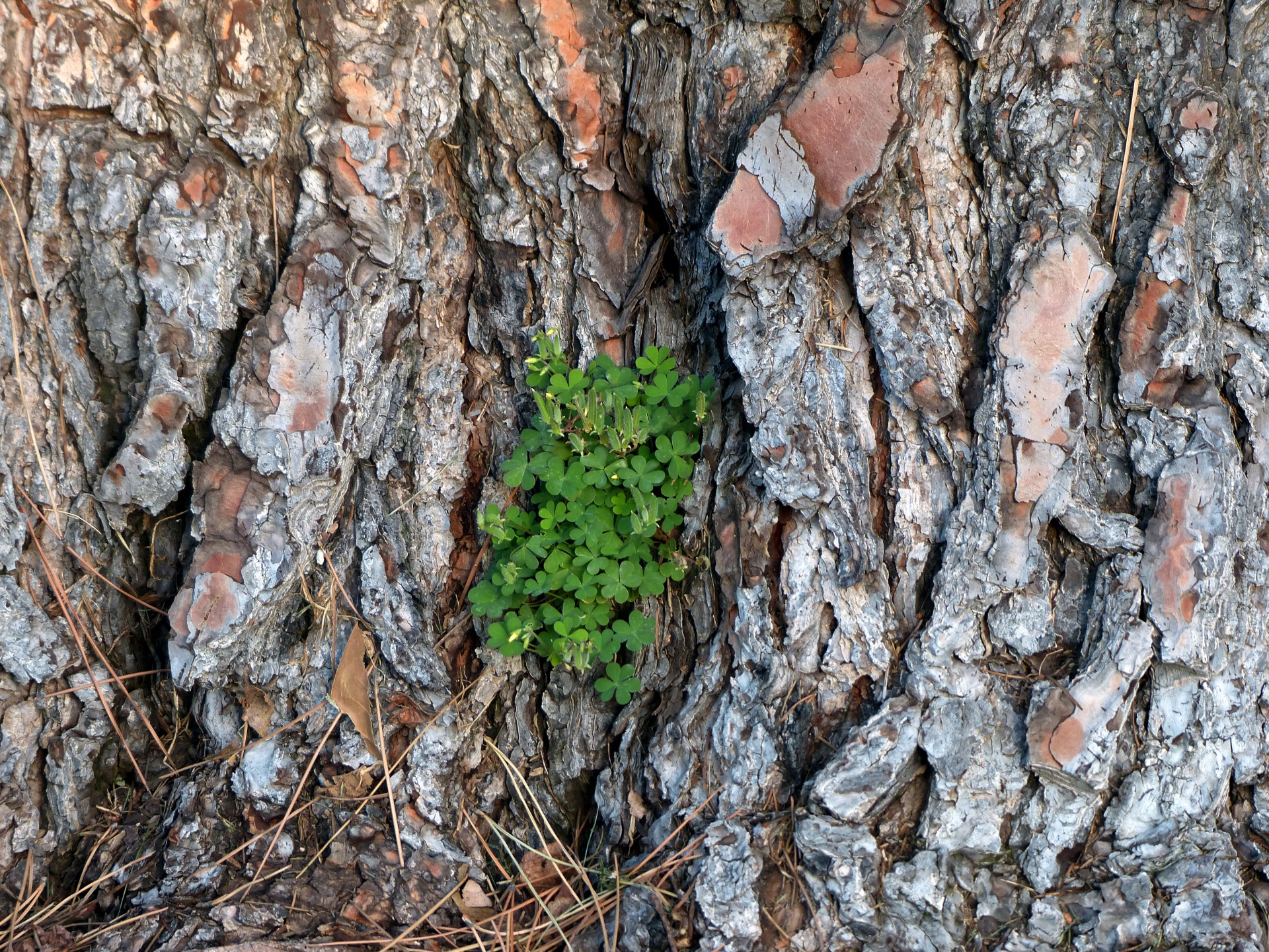 clover clovers green free photo